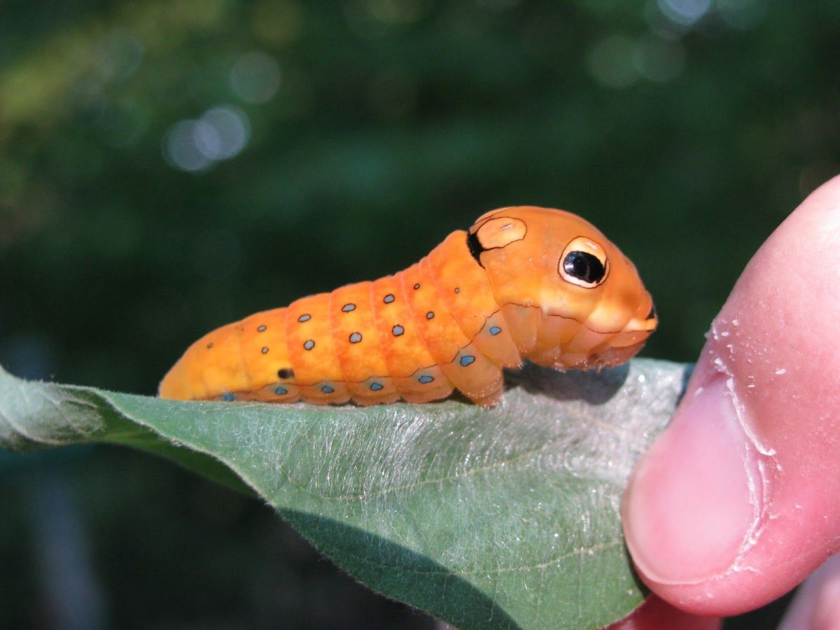 Papilio Troilus гусеница бабочка