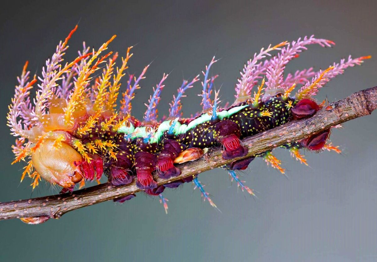 Гусеница мотылька Saturniidae