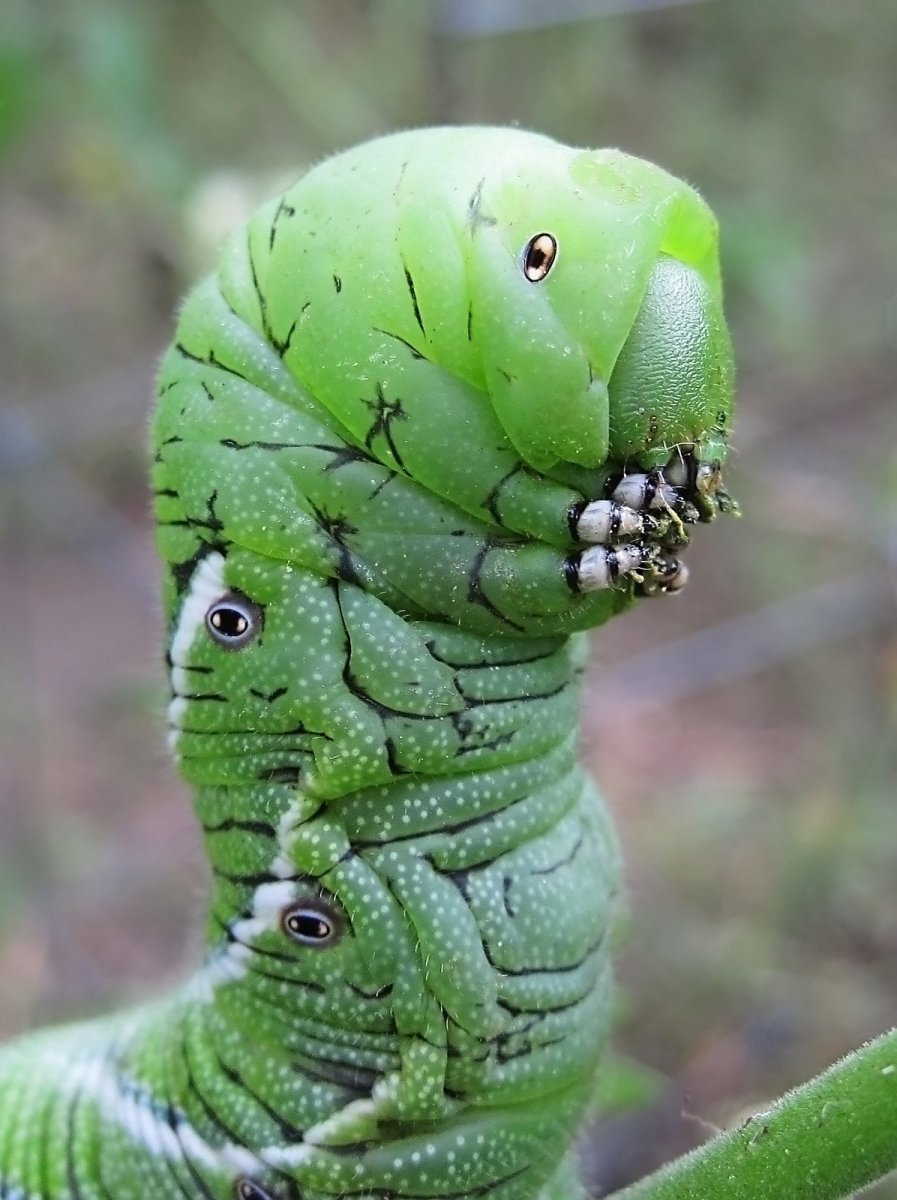 Papilio Troilus гусеница