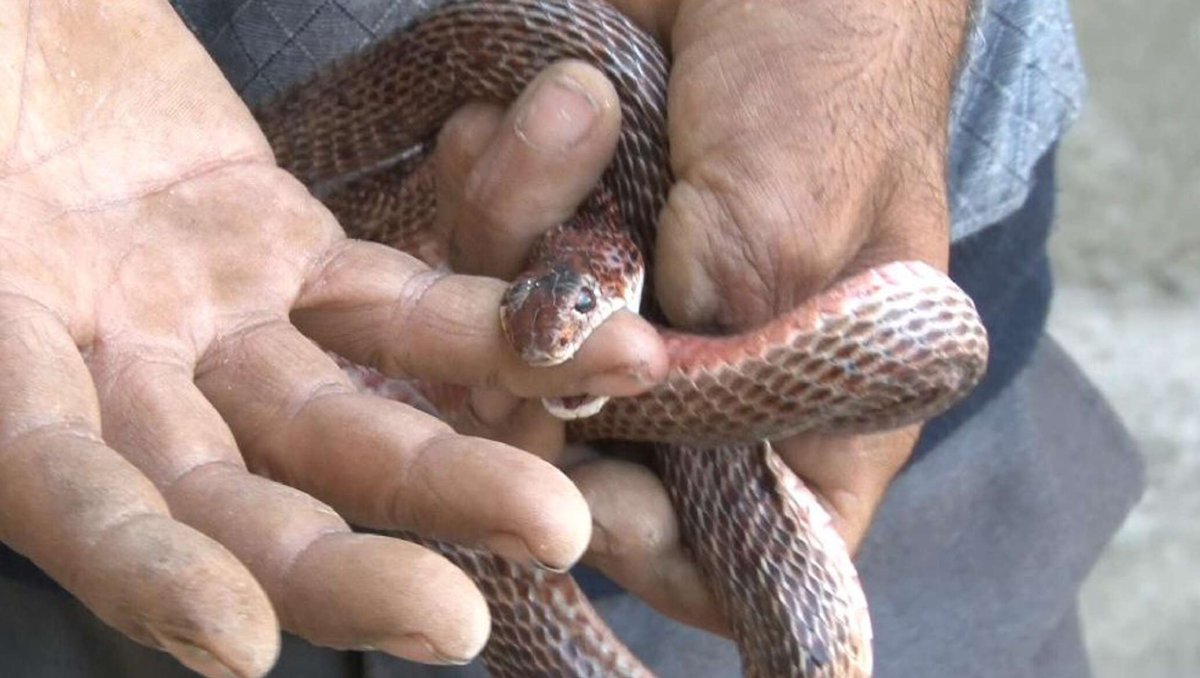 Ядовитые змеи Азербайджана