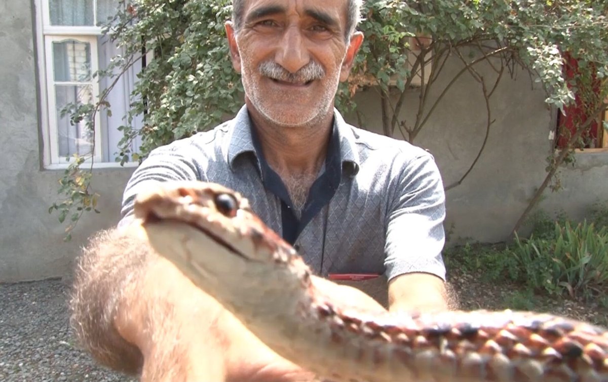 Ядовитые змеи Азербайджана