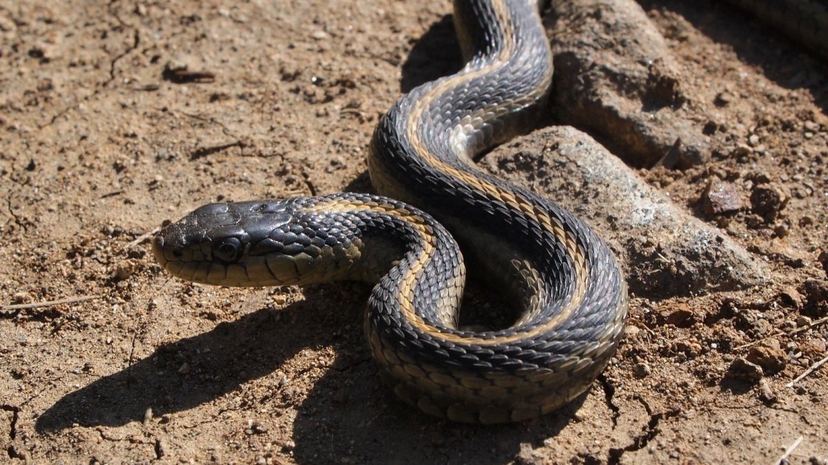 Змея в Азербайджане