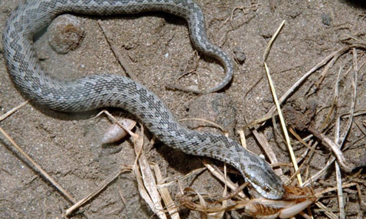 Гадюка в террариуме