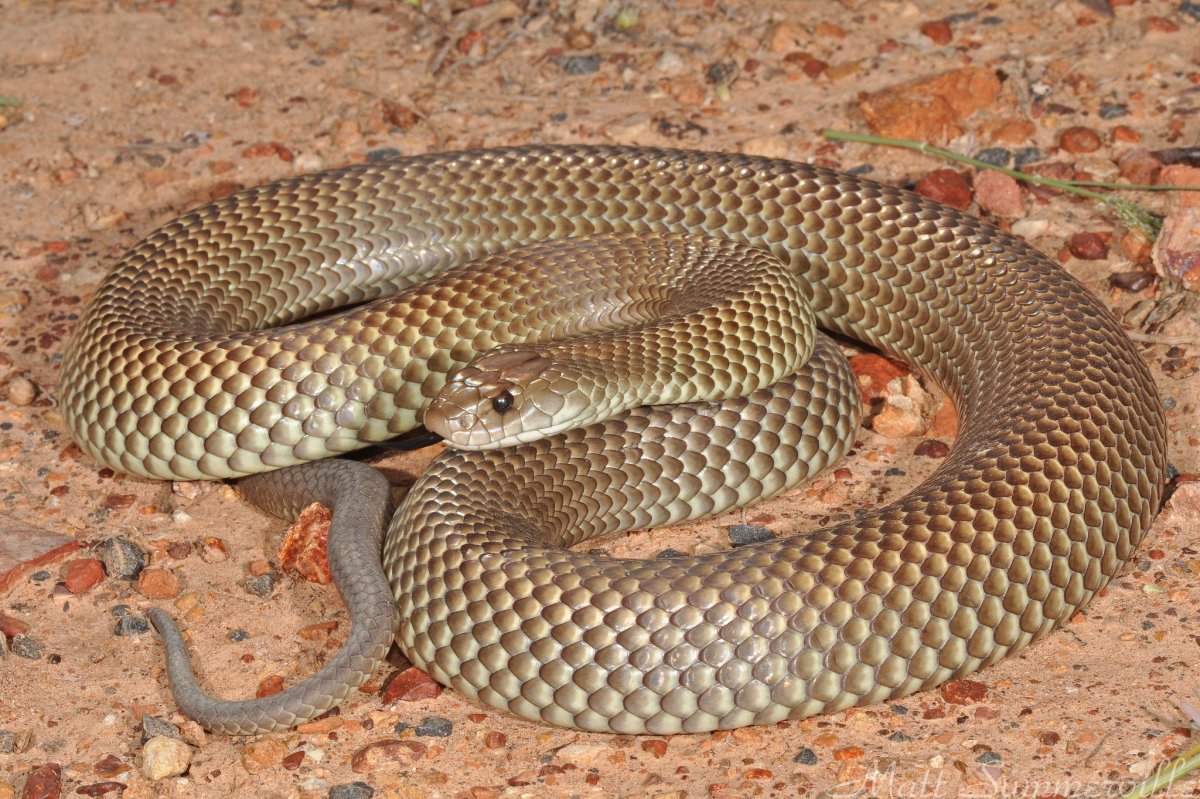 Ядовитые змеи Узбекистана