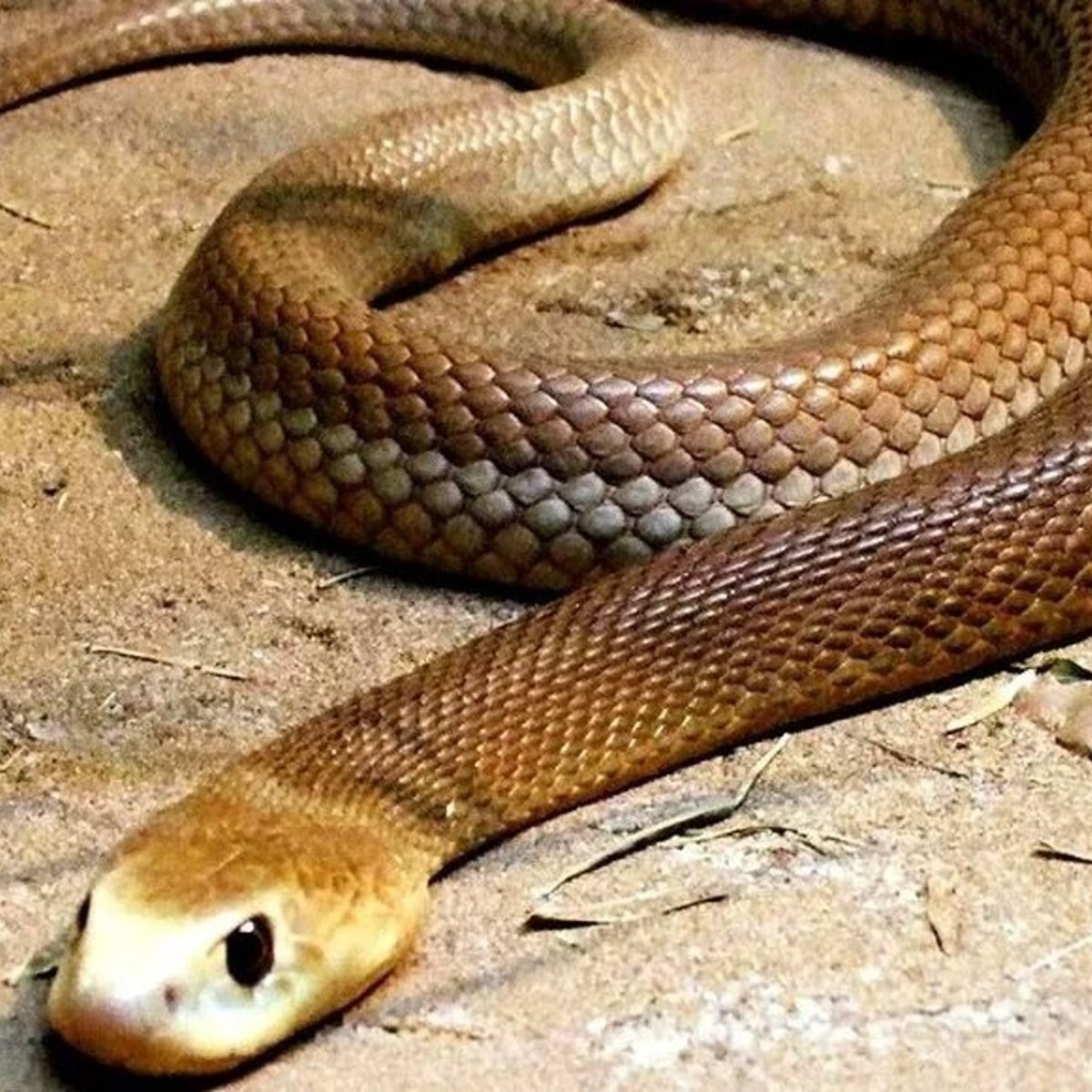 Тайпан голубой