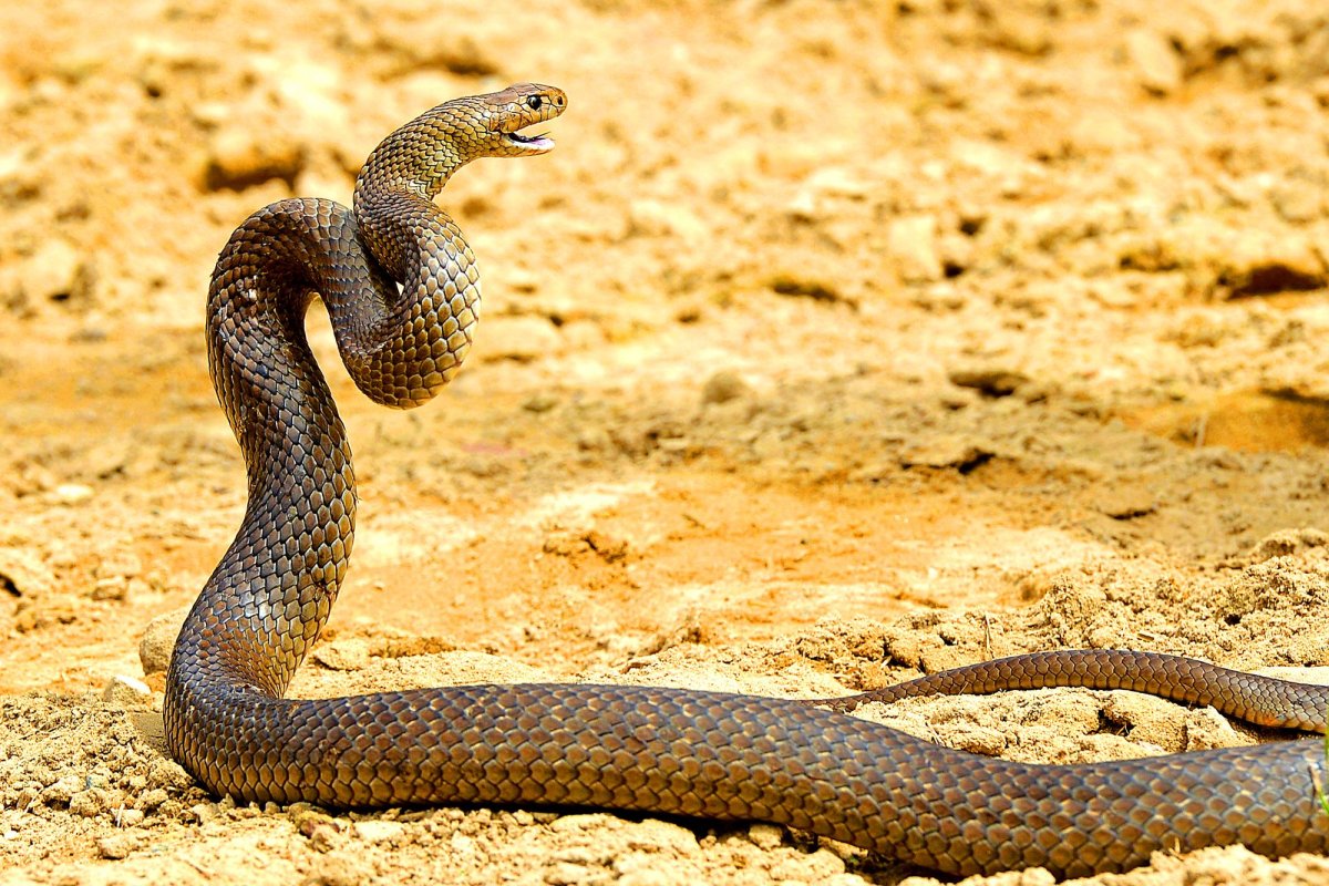 Сетчатая коричневая змея в Австралии
