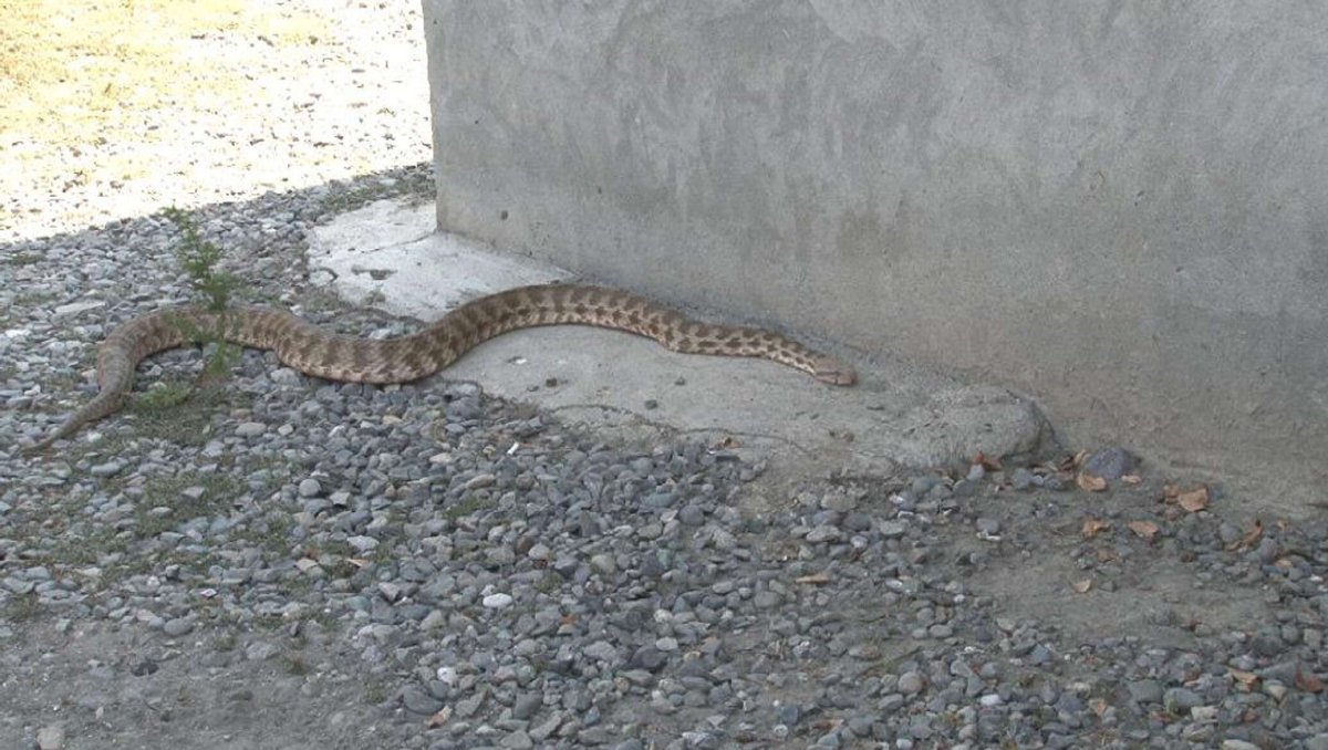 Детеныш Гюрзы