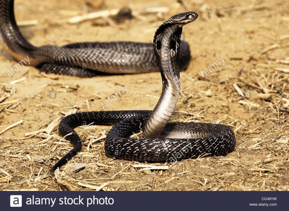 Ядовитые змеи в пустыне
