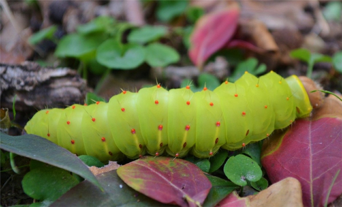 Гусеница Citheronia regalis