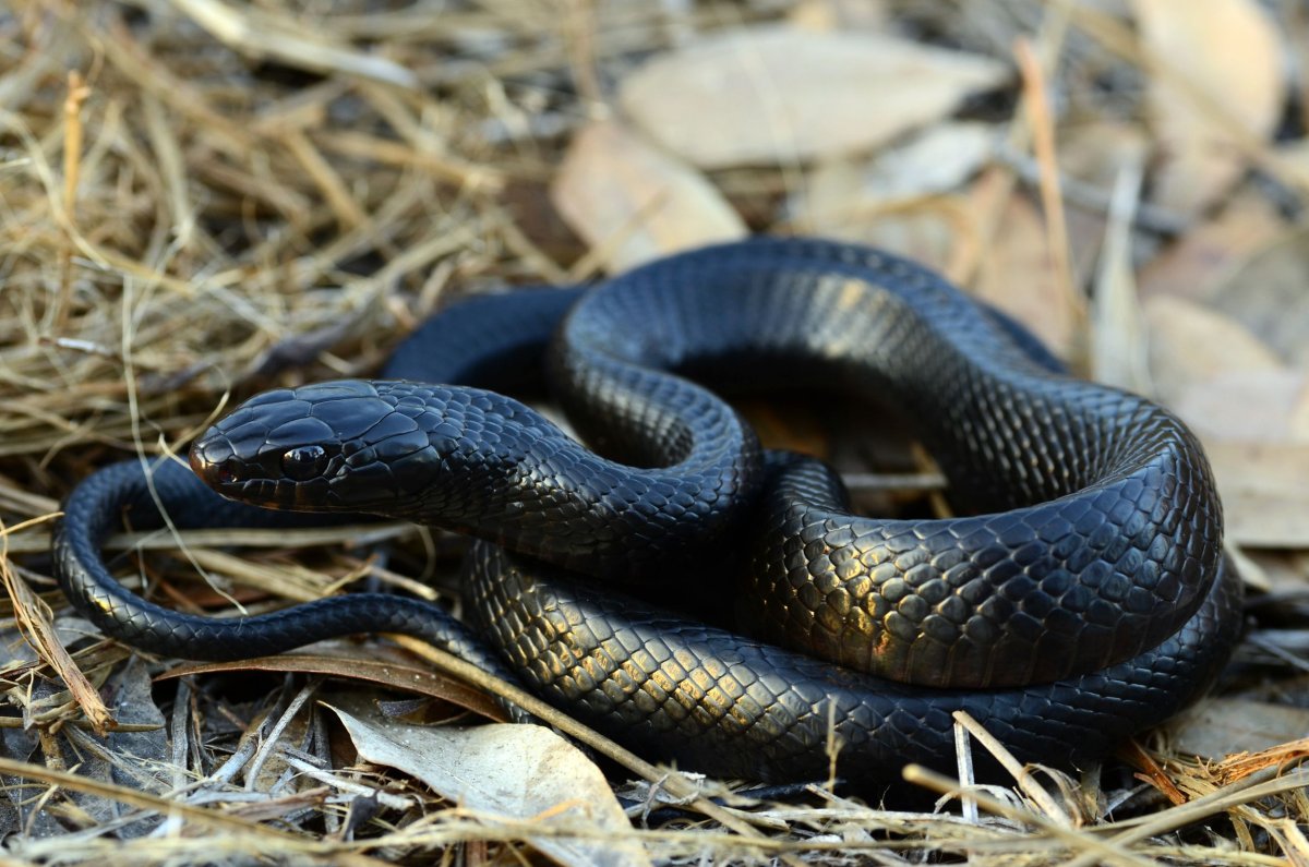 Eastern Indigo Snake