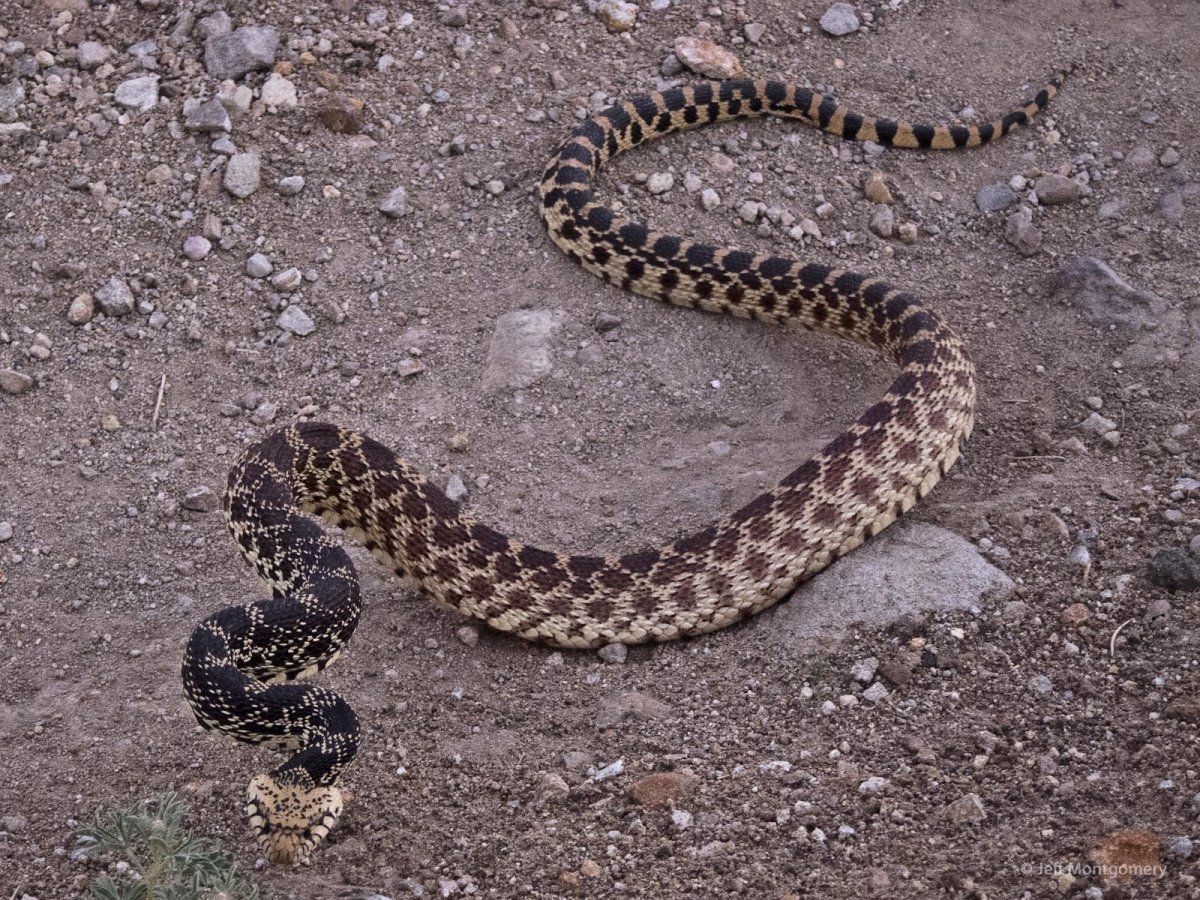 Гюрза змея в Крыму