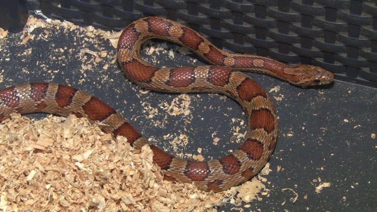 Красная змея в Азербайджане