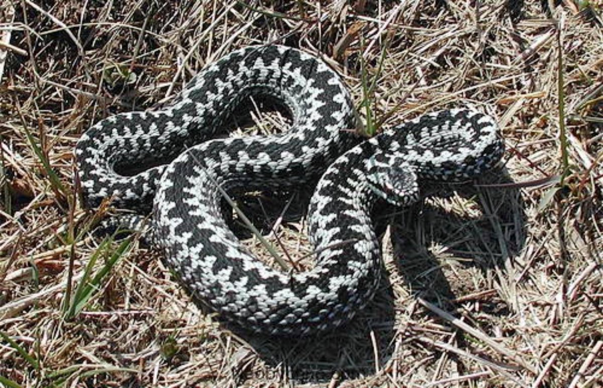 Vipera berus гадюка