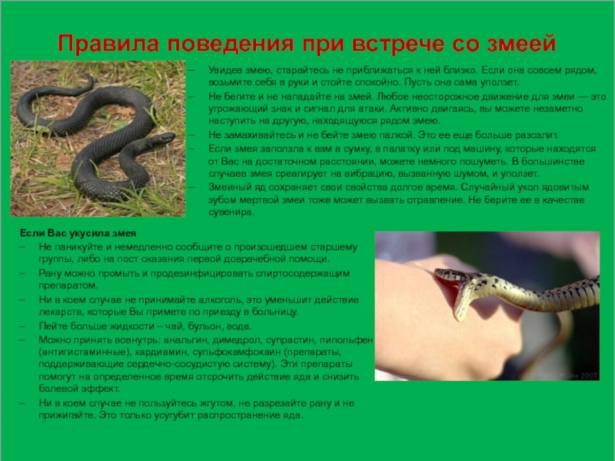 Правила поведения со змеями