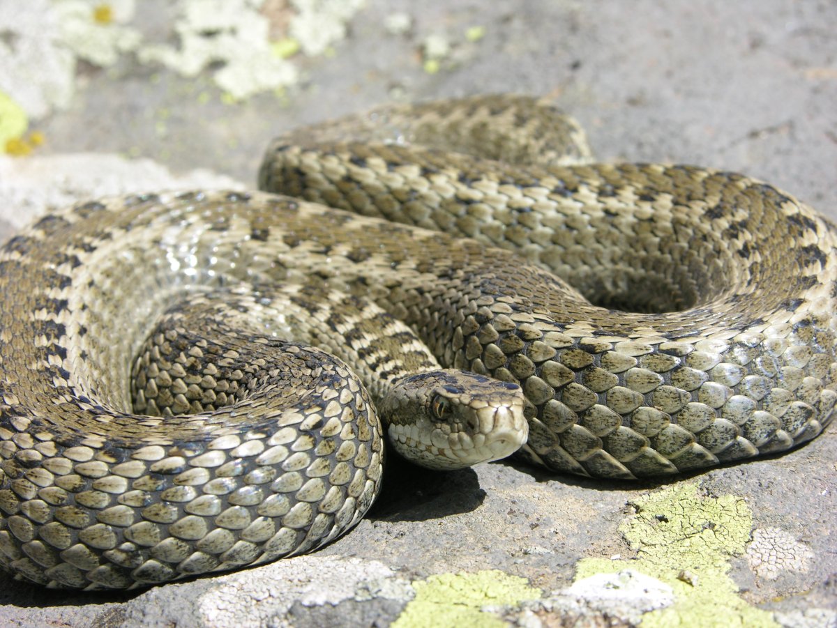Гадюка армянская (Vipera xanthina)