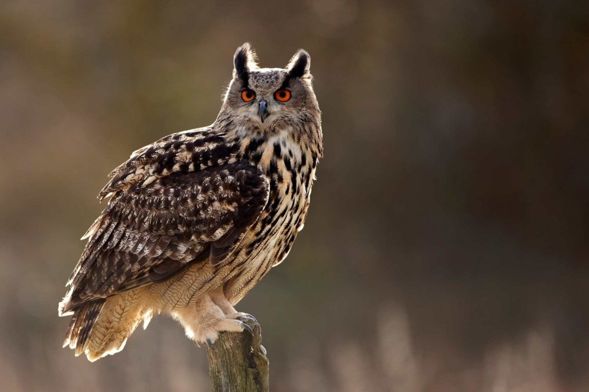 Капский Филин