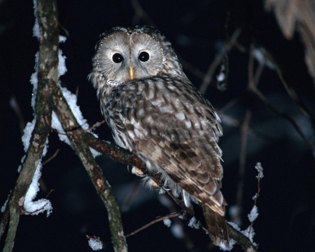 Сова ночью