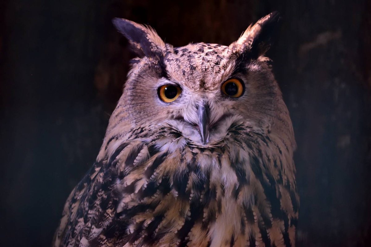 Уссурийский Филин