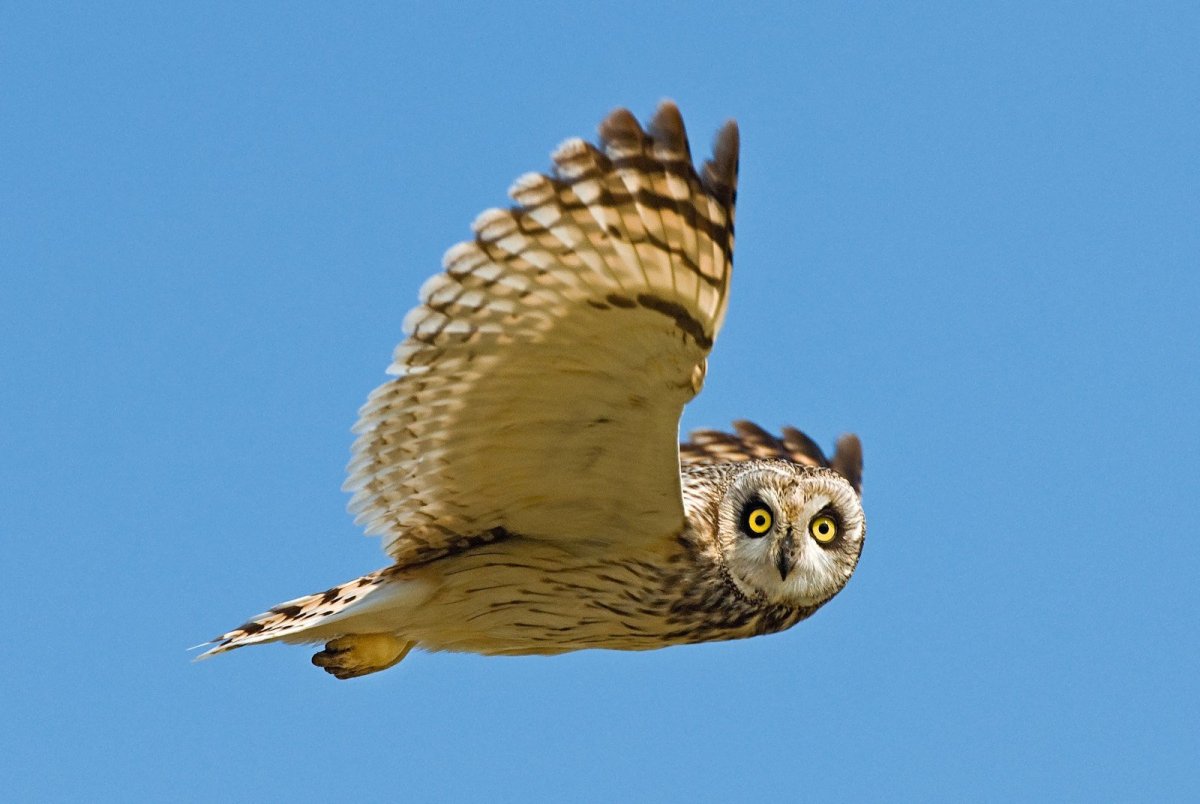 Болотная Сова Барташов