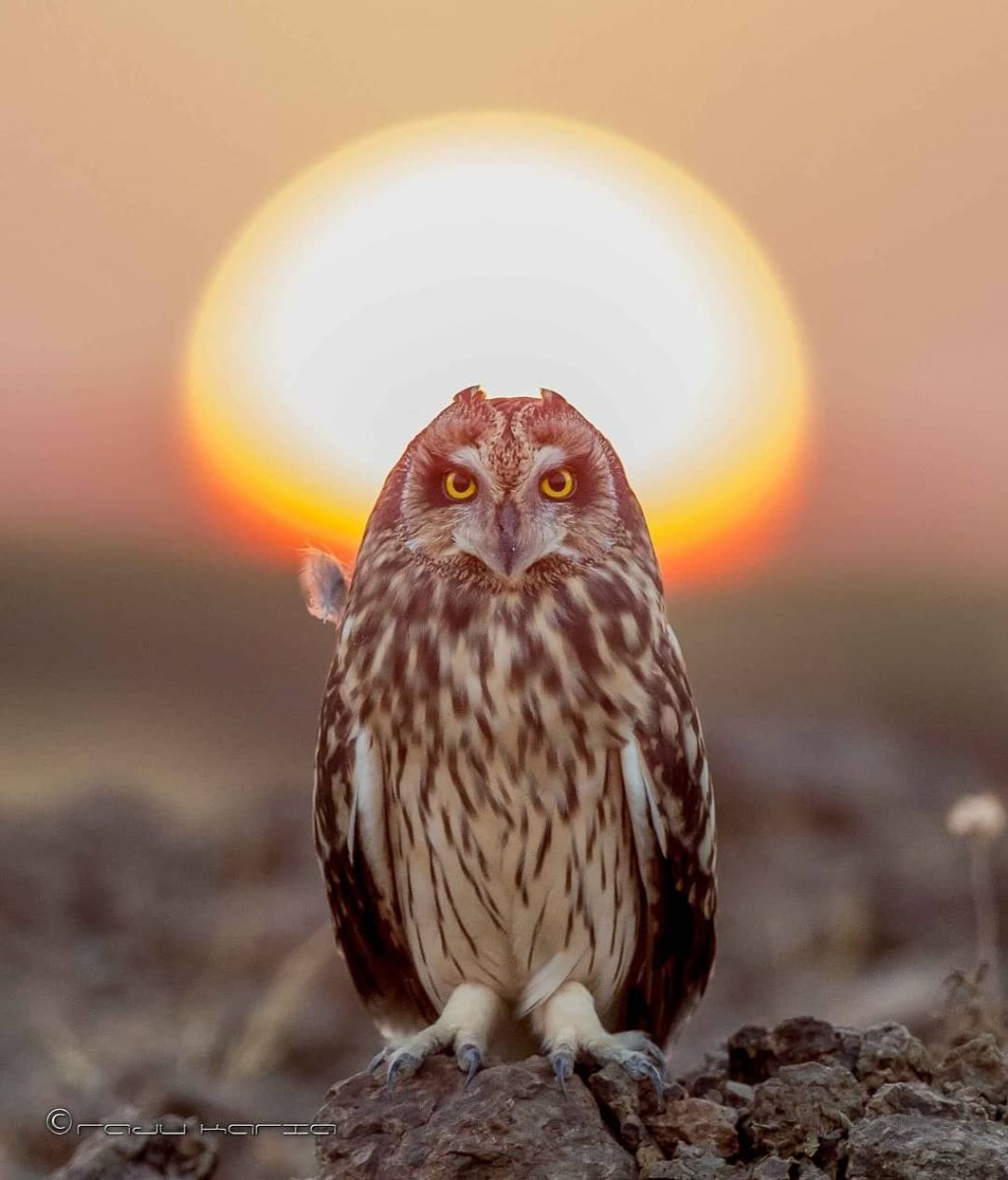 Совы завораживающие