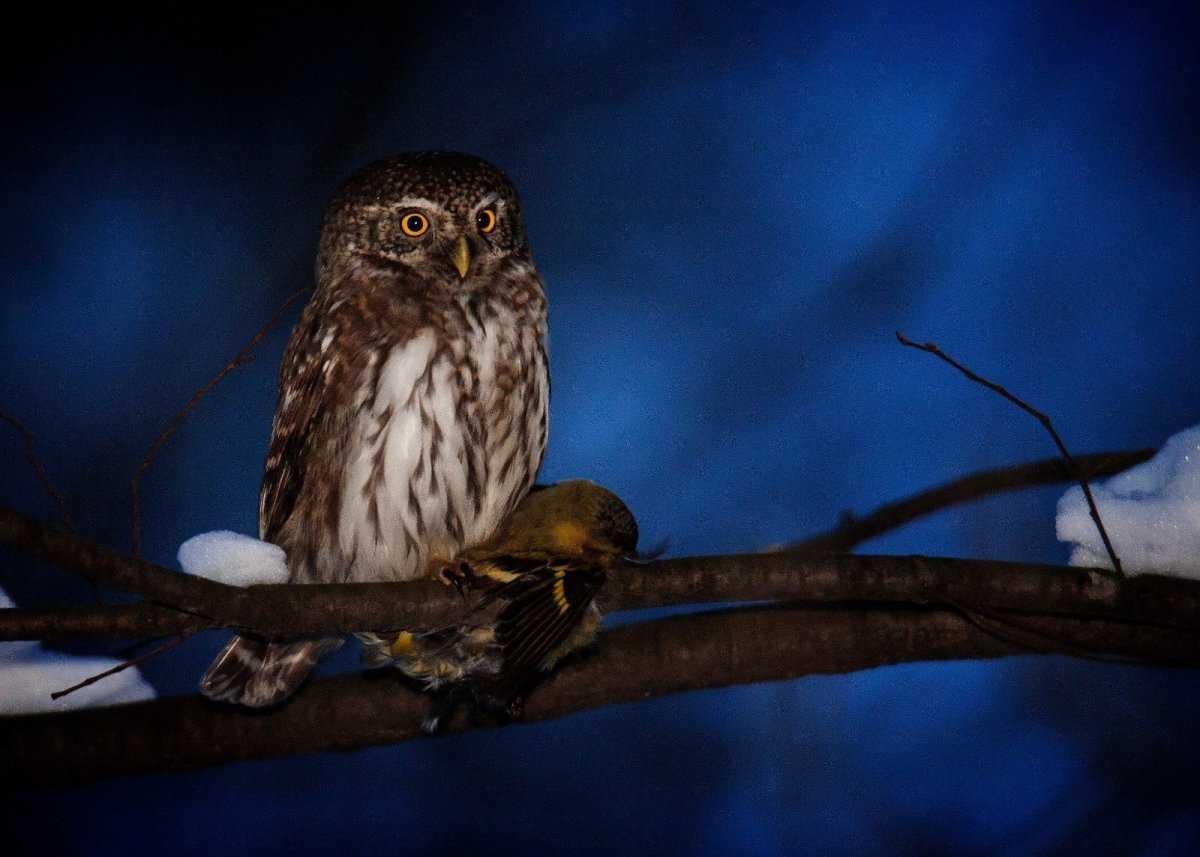 Ночной хищный Сыч