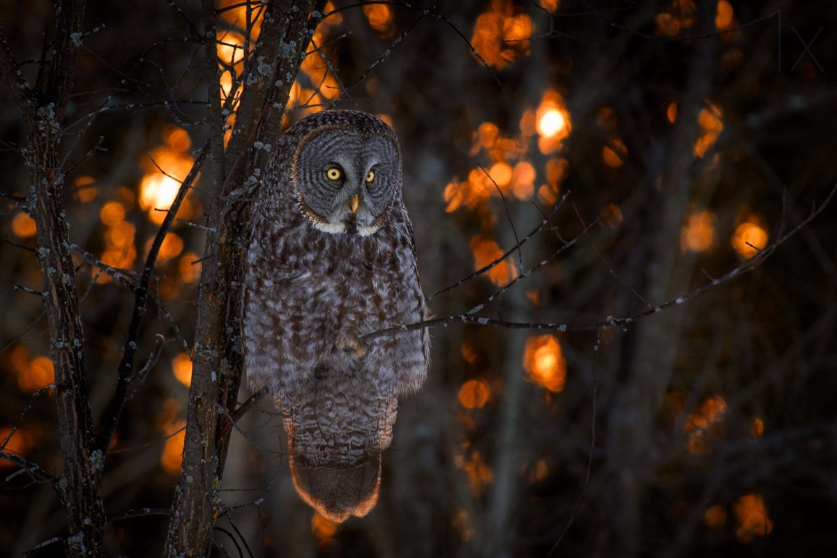 Сова ночью в лесу
