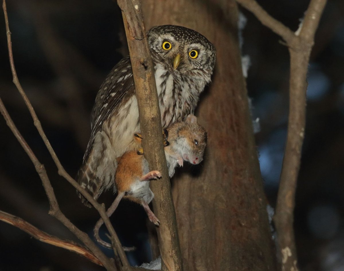 Воробьиный Сыч-Гном