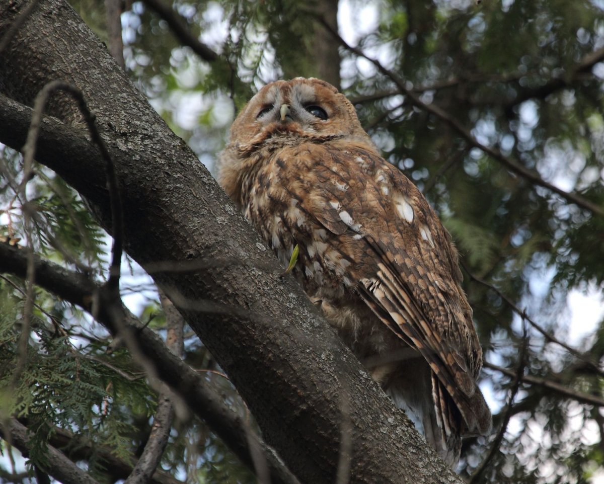 Серая неясыть в Ленинградской области