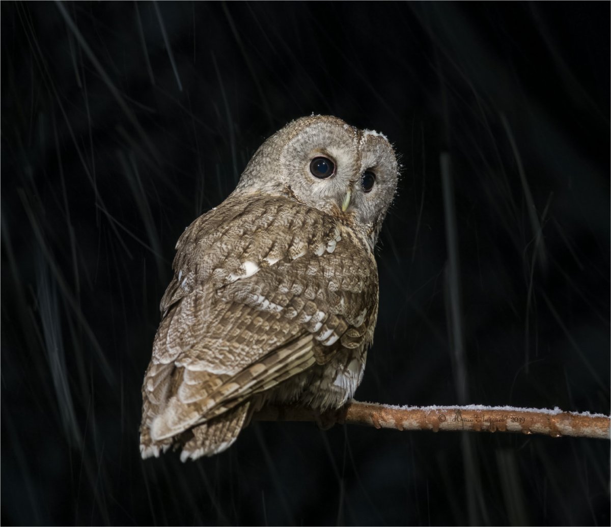 Неясыть серая обыкновенная