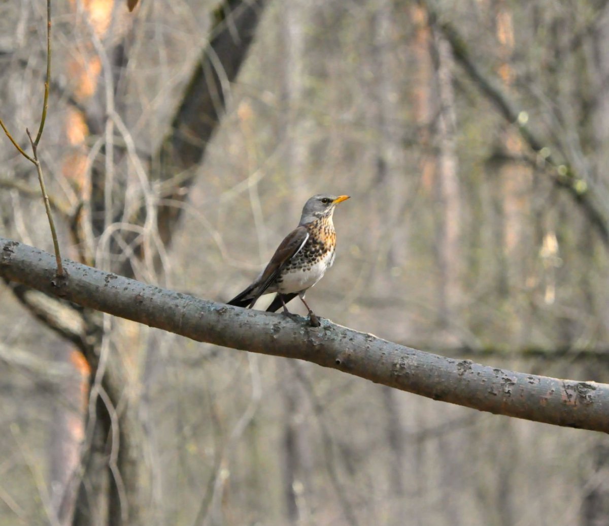 Лесные птицы Костромской области