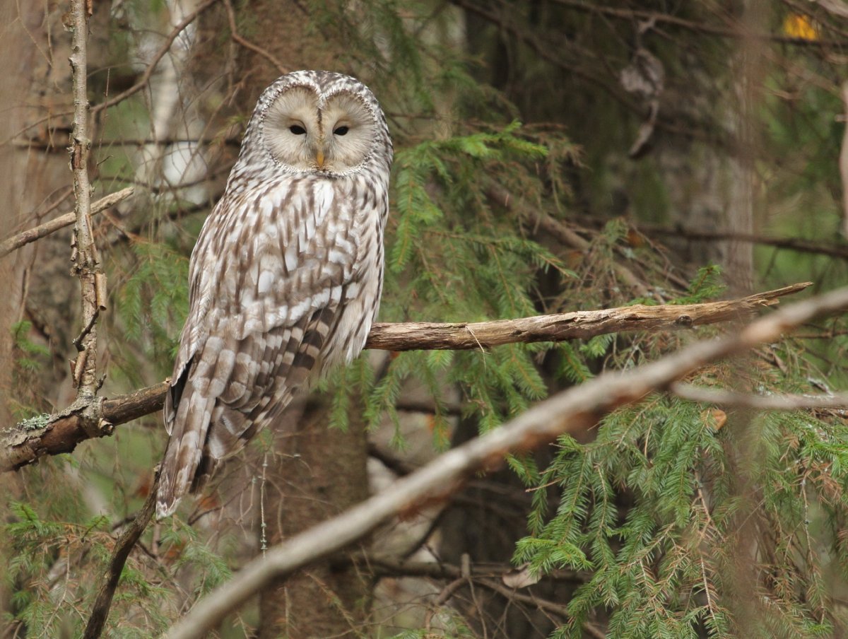 Филин Беловежская пуща