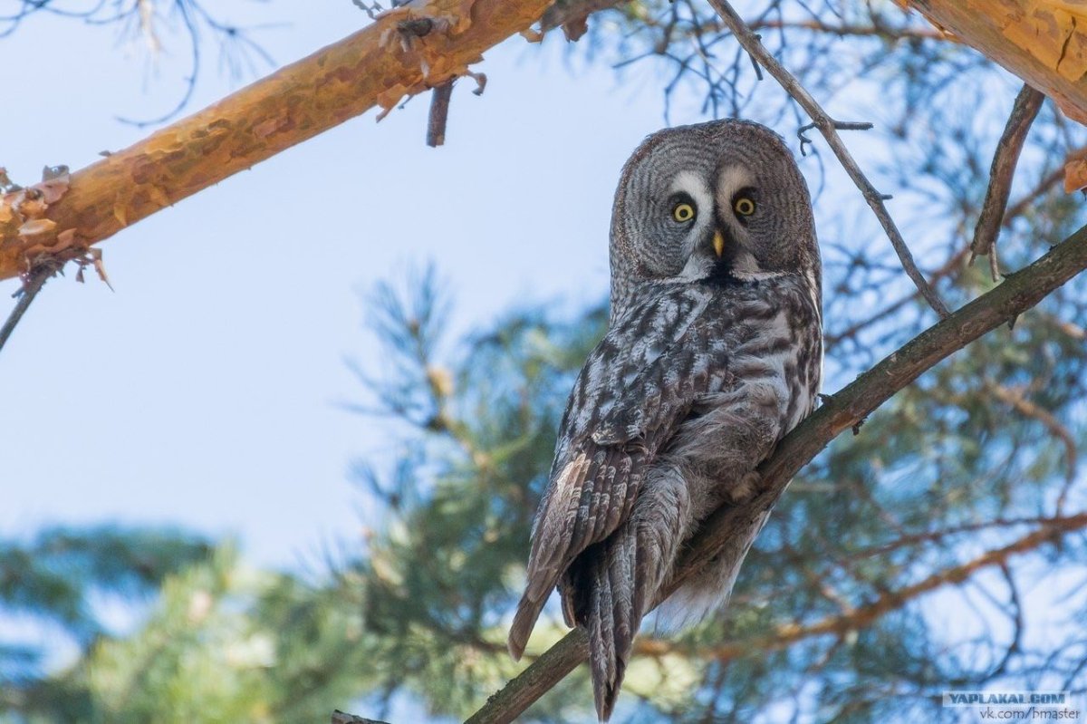 Бородатая неясыть Совиные