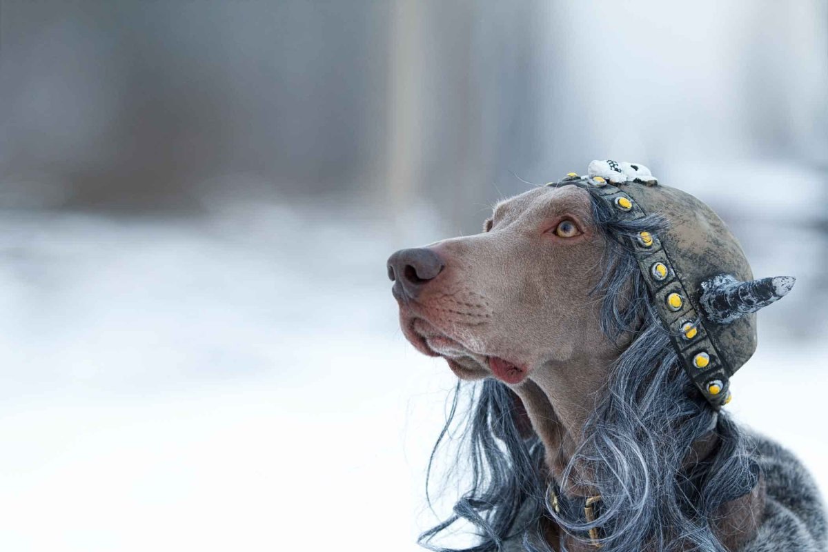 Викинг с собакой фото