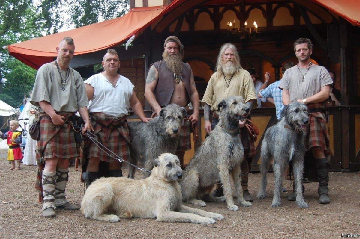 Кельтского волкодав