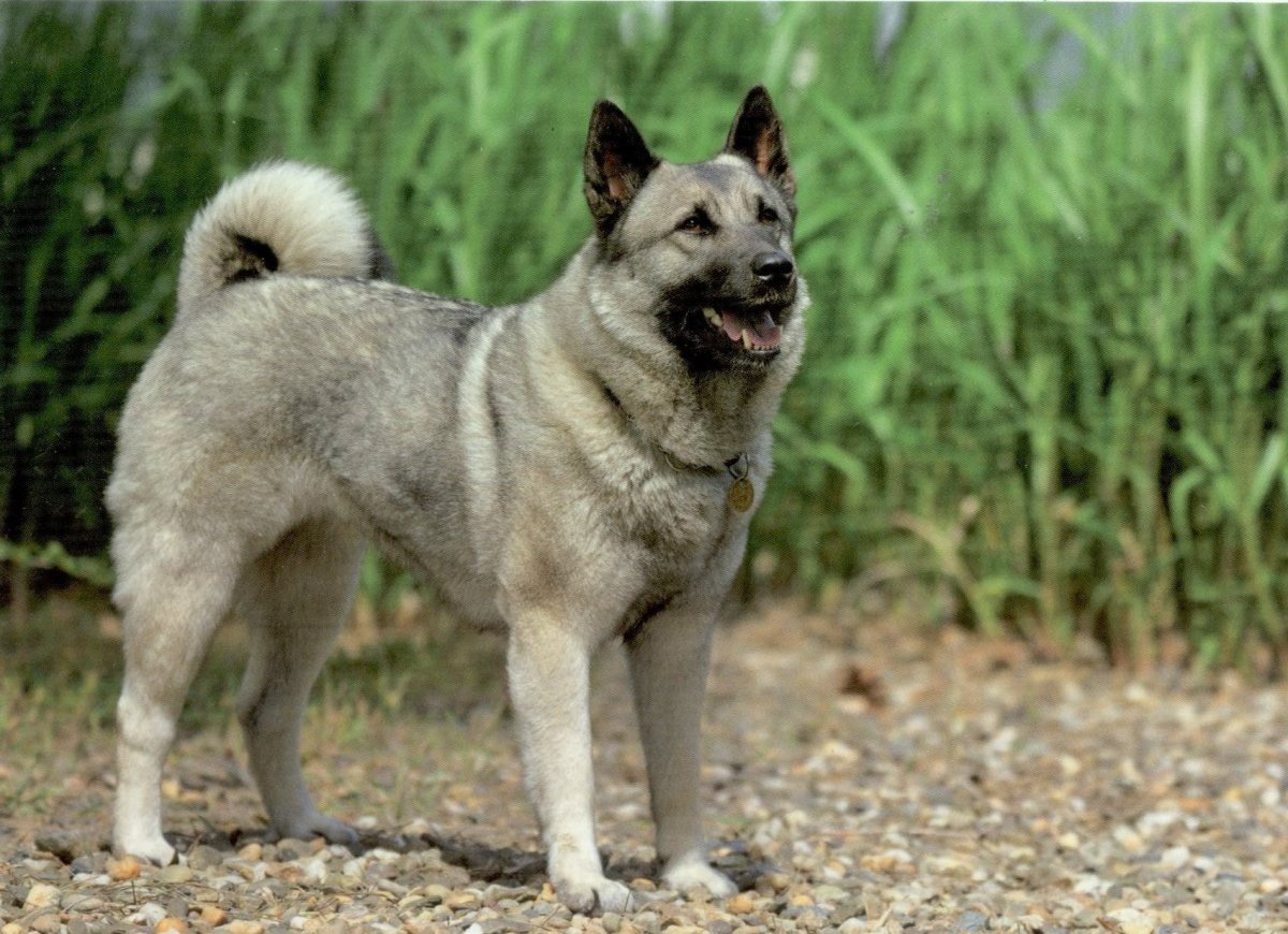 Норвежский серый элкхаунд