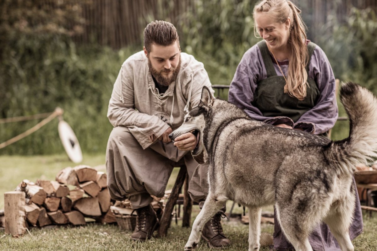 Собака из викингов