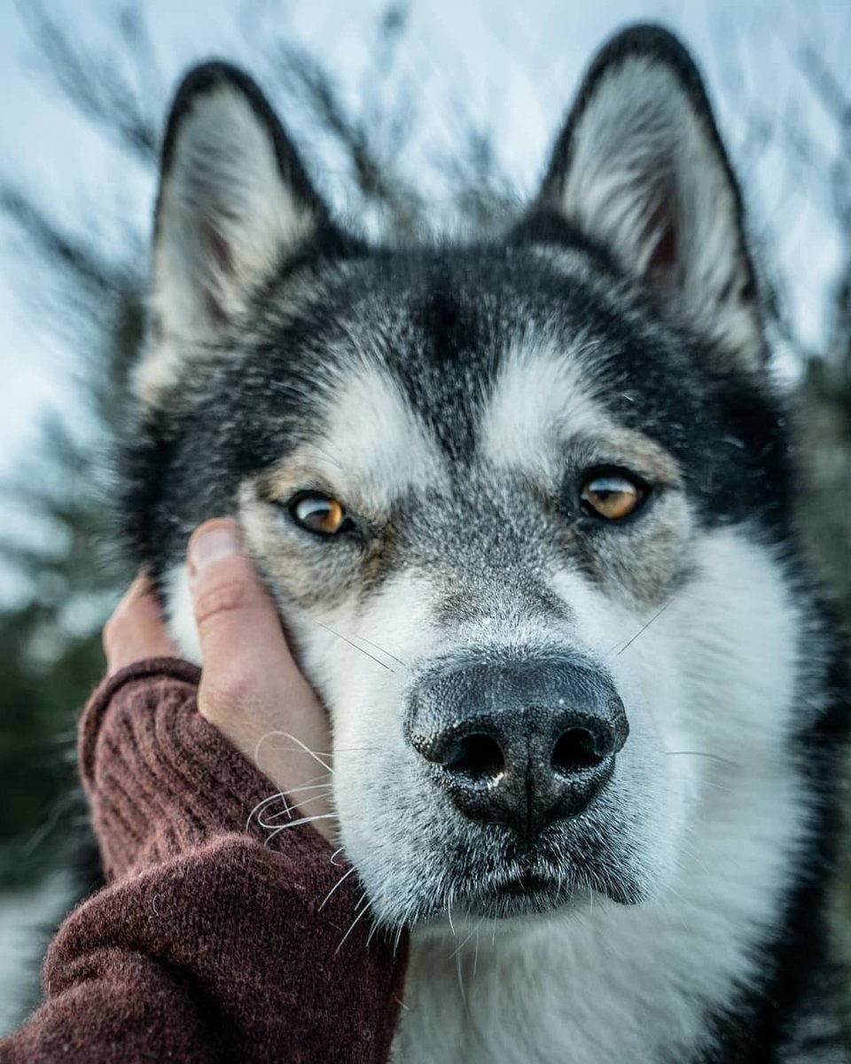Маламут красивые и качественные фото в темноте