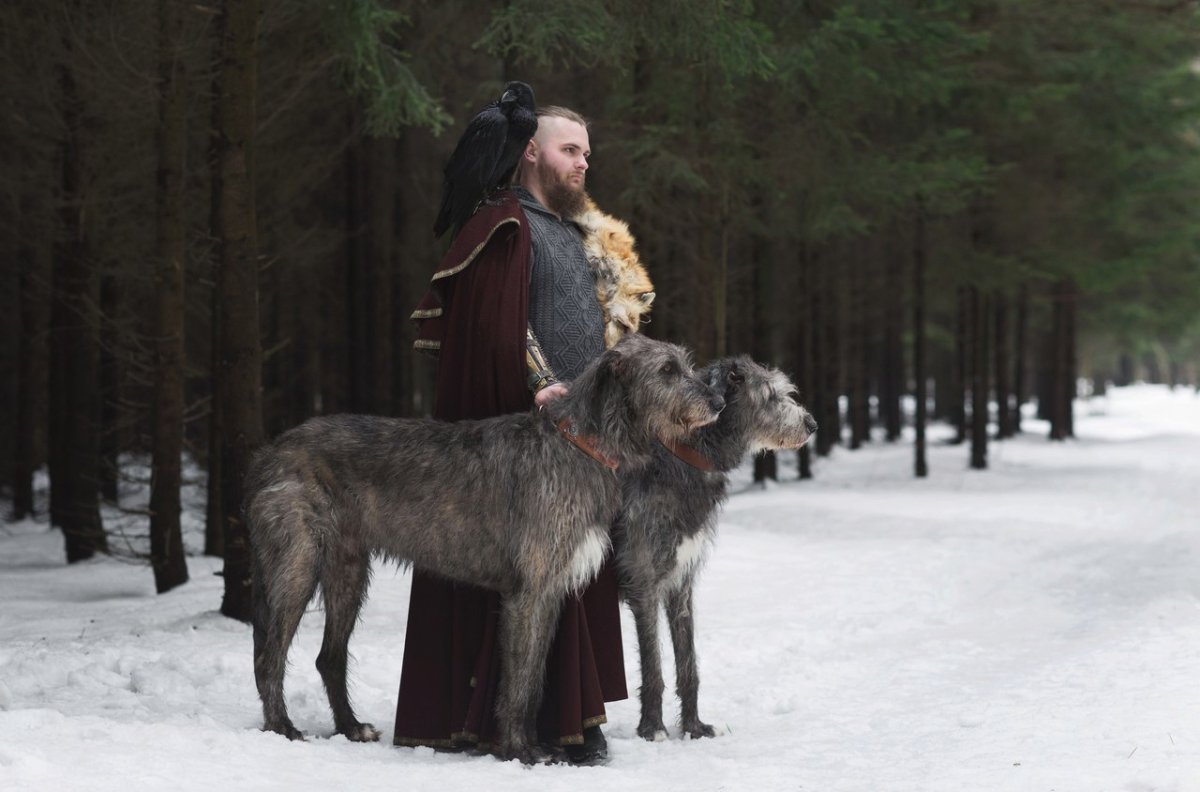 Ирландский волкодав Викинг