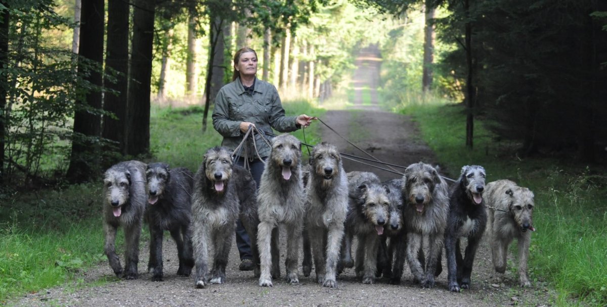 Ирландский волкодав черный огромный
