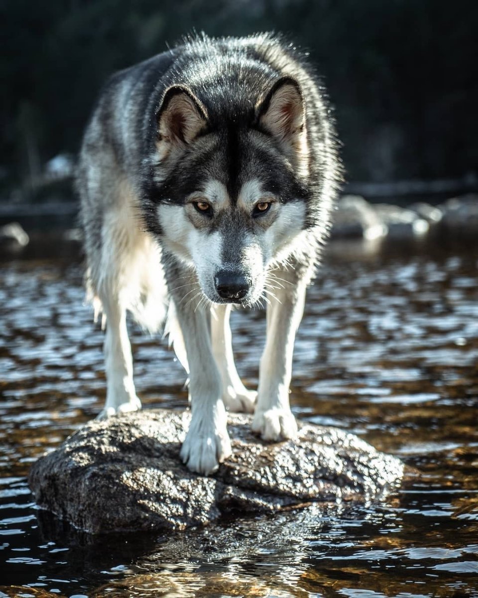 Фенрир собака порода