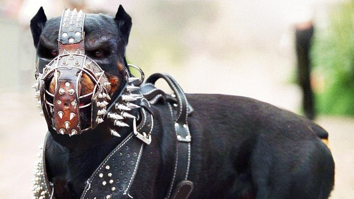 Запрещенные собаки