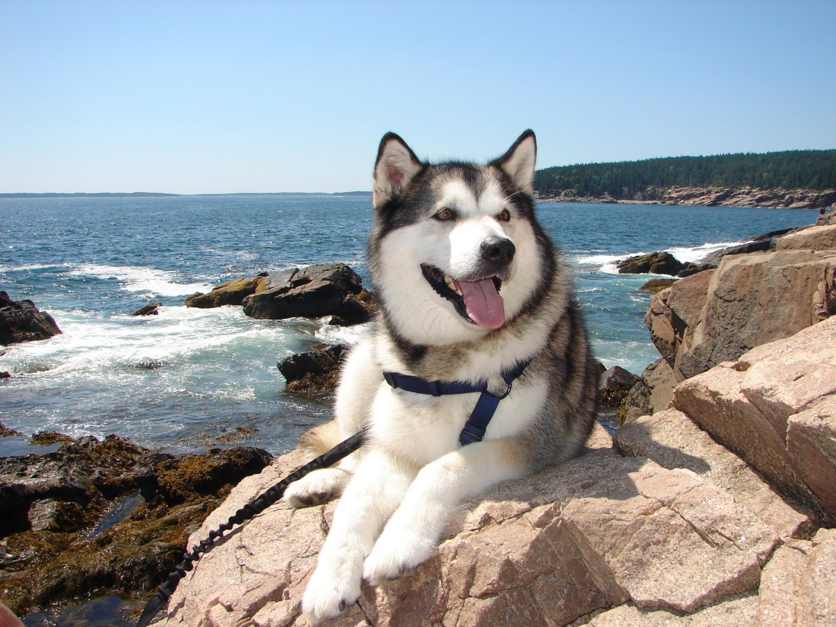 Маламут собака