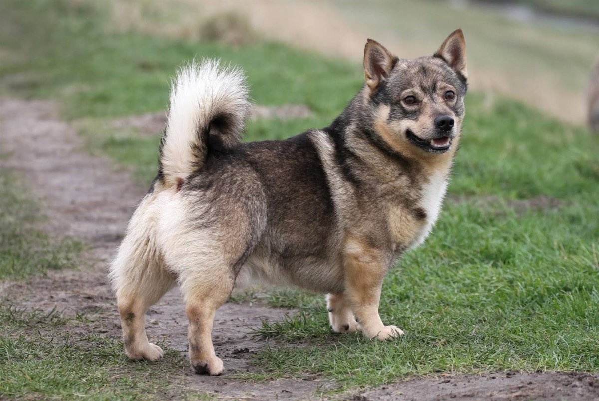 Вестготашпиц шведский вальхунд