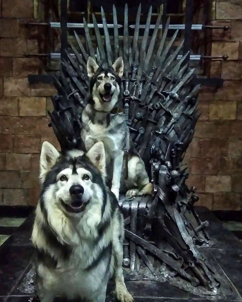 Игра престолов лютоволки