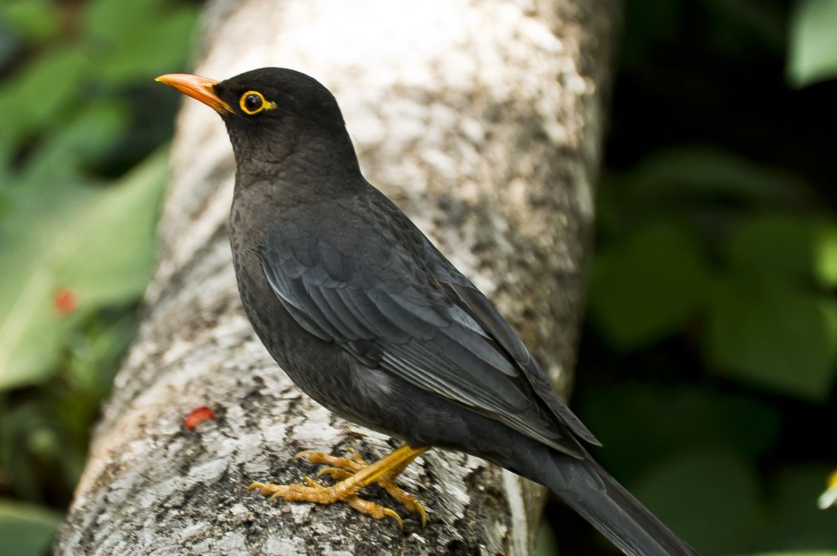 Очковый Дрозд