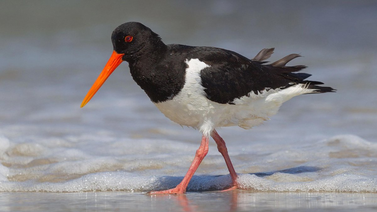 Новозеландский Пегий Кулик-сорока