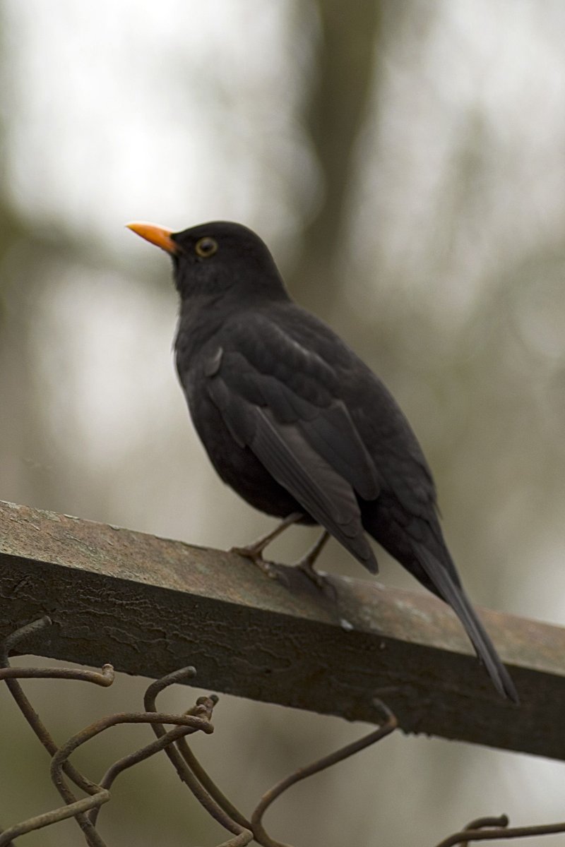 Черный Дрозд птица