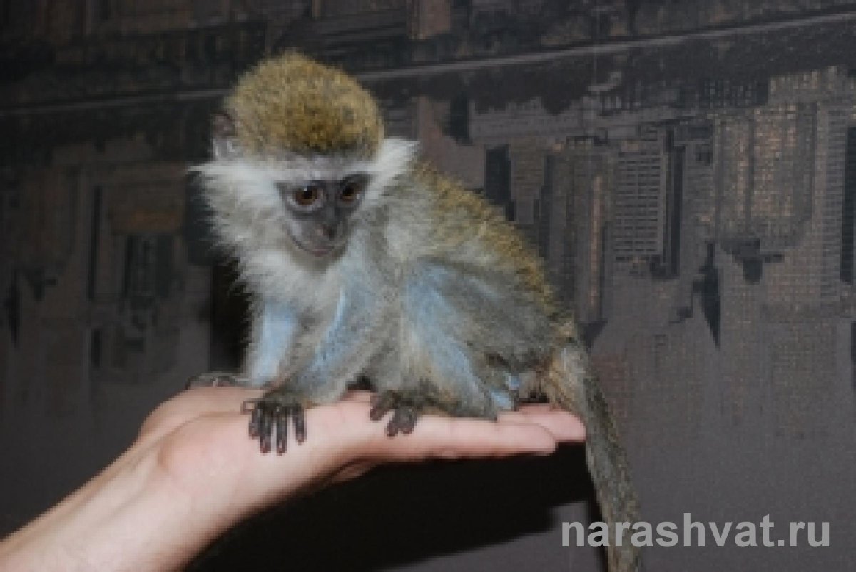 Карликовая зеленая мартышка