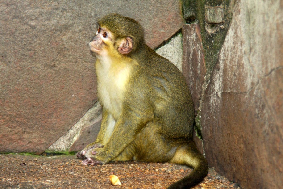 Мартышка талапойн