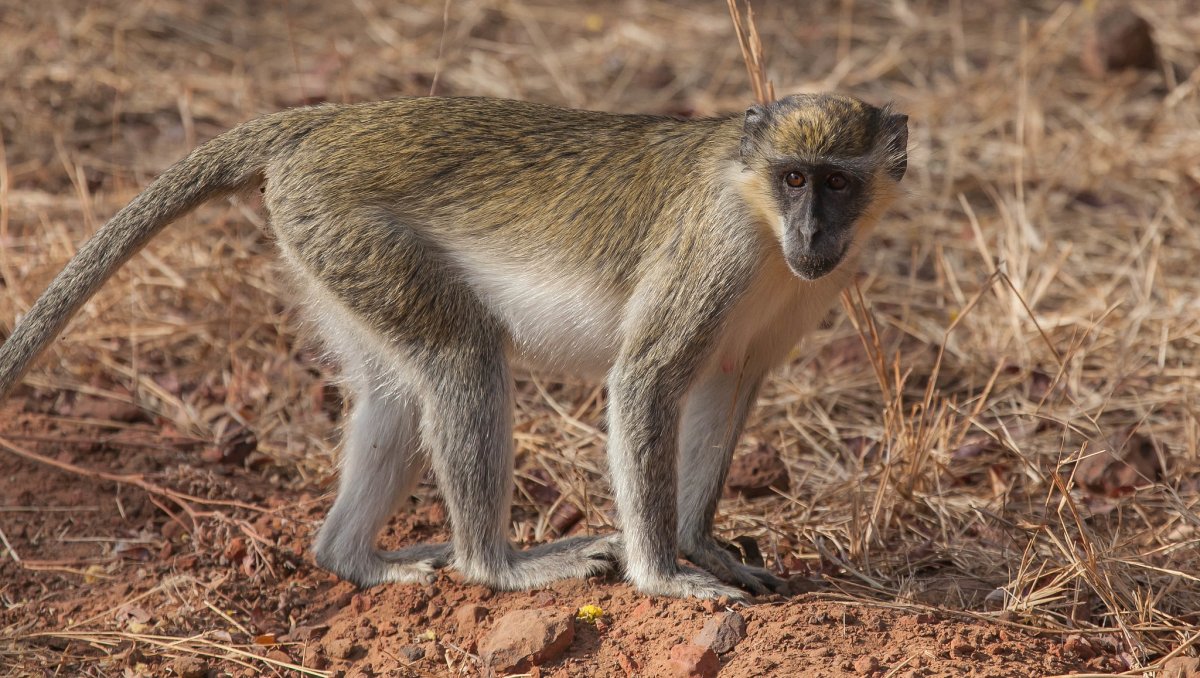 Озеро Виктория зеленая мартышка